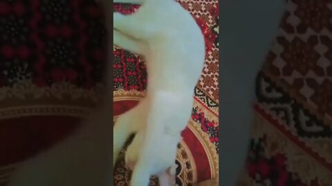 Cat Funny Video Dil diya galan #reels #cat #shorts