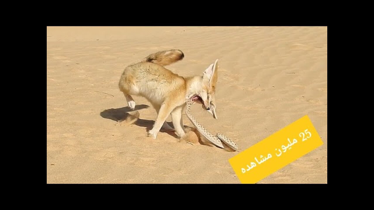 The struggle for survival in the Sahara Desert 'Fennec fox and snake