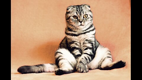 Funny Animals