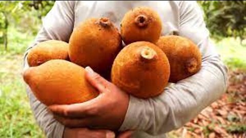 Brazil Strange Cocoa Fruit - Cupuacu Fruit Harvesting - Cupuacu Bean Processing