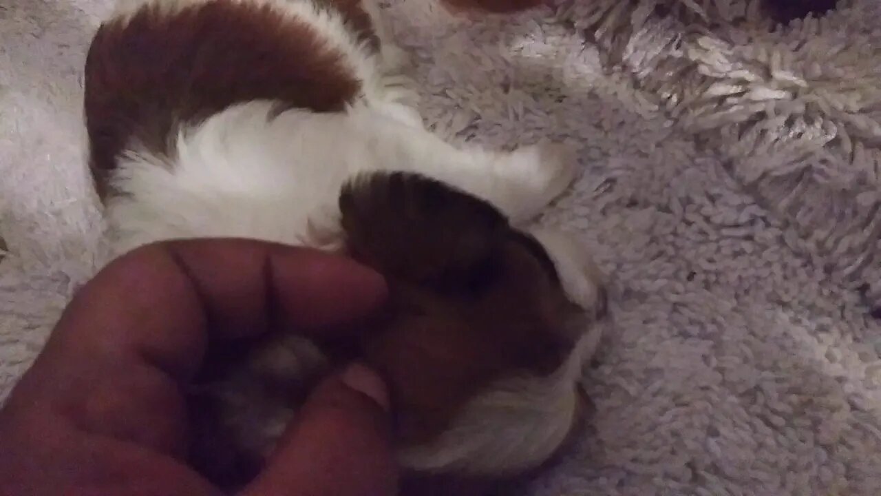 G Litter 1 day shy of 3 wks old(2)