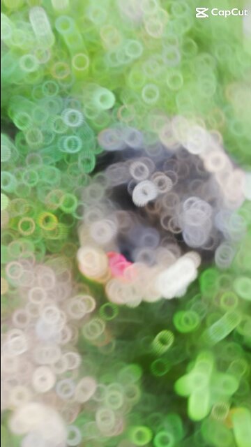 Cuteness Overload🐶