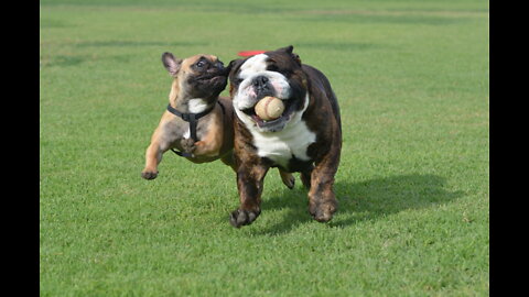Bulldogs. No way, no way...