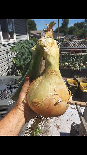 Harvesting Our First Ailsa Craig Onion 6/29/24