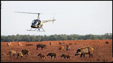 How American Farmers Use Aircraft To Deal With Wild Boars Invading Farms