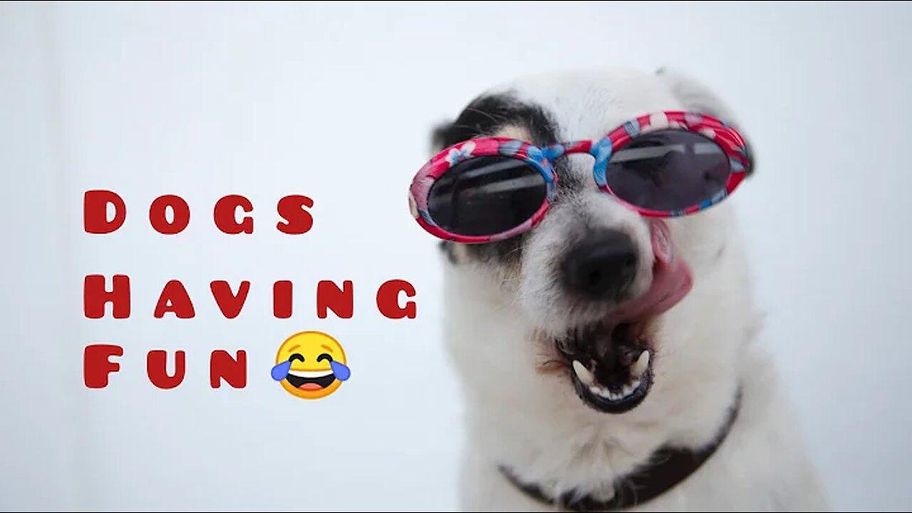 Funny Animal Videos 2024 π - Funniest Cats And Dogs Video πΊπ#2 #trending