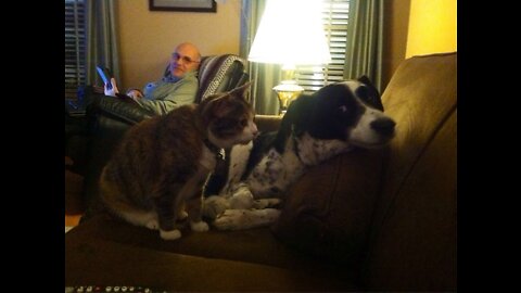 Funniest Dogs And Cats