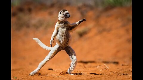 Funniest animals & cute pets video compilation 2022 🤣