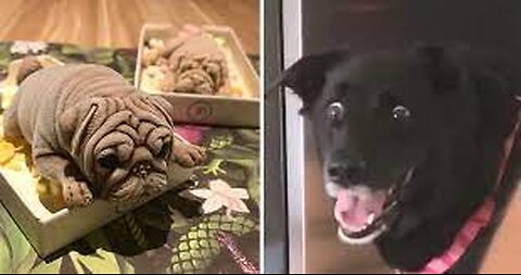 Prank video on my Dogs part 03 || hold up