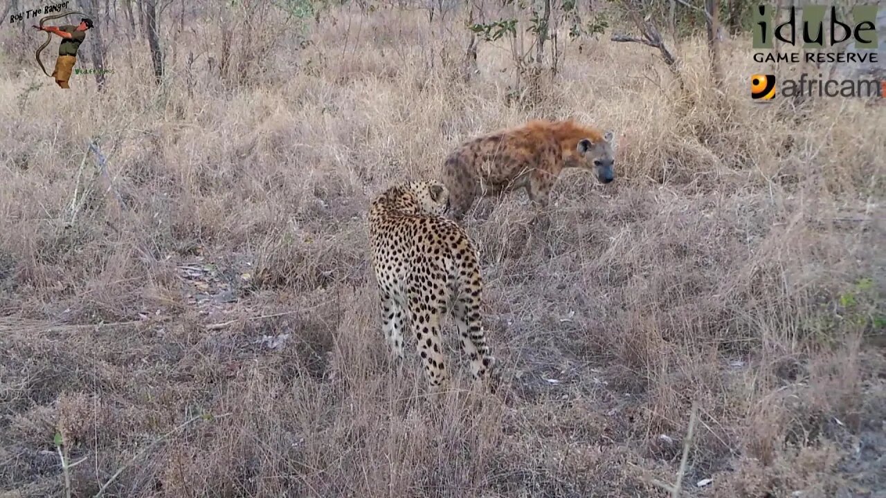 What Happens When A Hyena Crosses Paths With A Cheetah