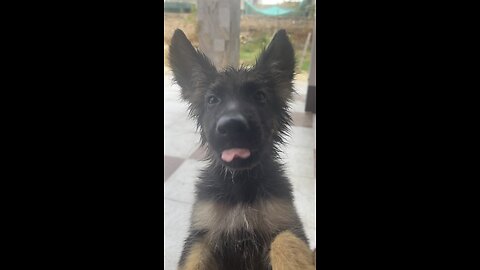 #German Shepherd dog puppy