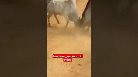 briga de boi disputando forças #shorts