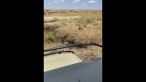 On the safari desert😱😱wildlifemagictv#wildlifemagic#wildlife#nature#animals #animalsworld