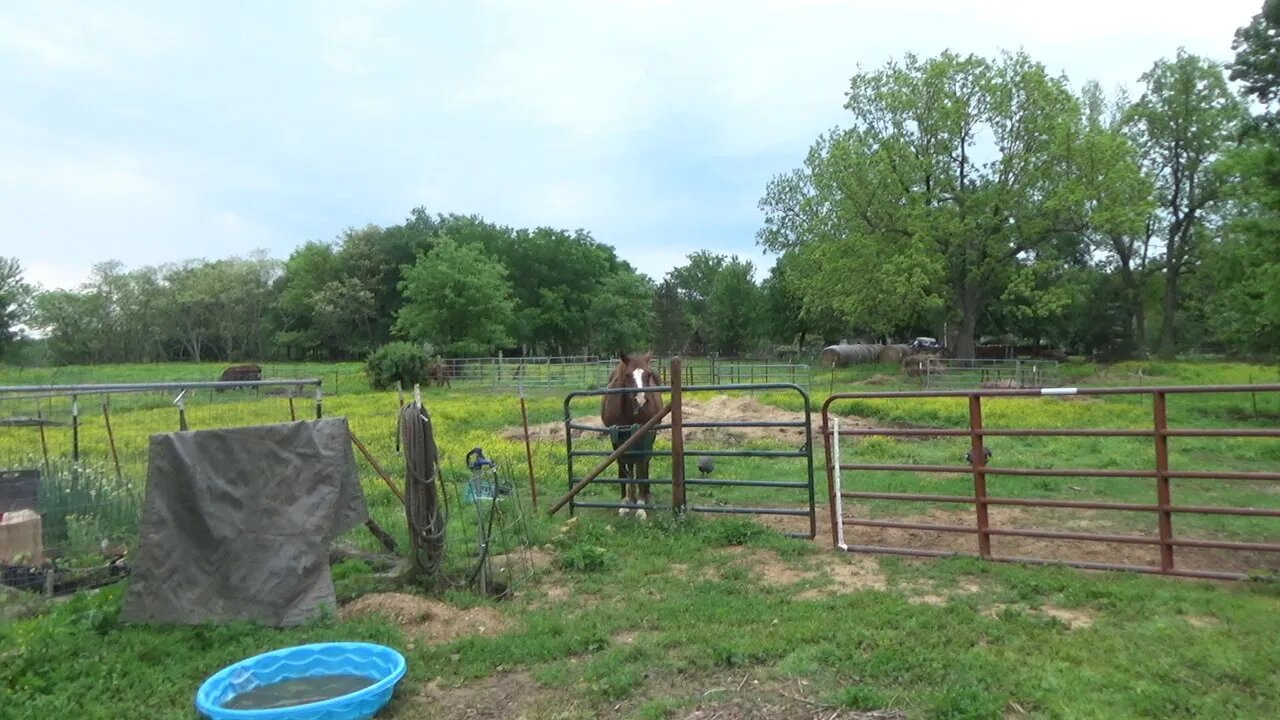 Farm Sitting for a Friend