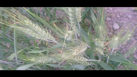What is this ?