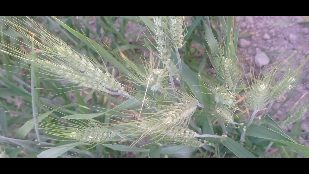 What is this ?