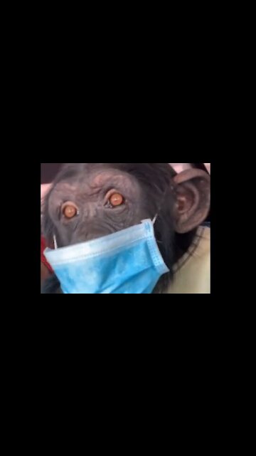 Chimpanzee wears face mask for Corona virus
