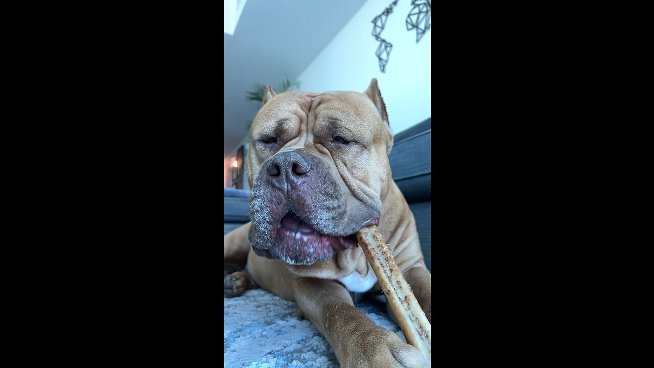 MASSIVE Pit Bull “slow mo chomps” on giant bone 🦴🦁