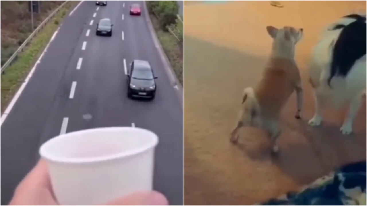 #funny meme, compilation, dogs, cars, #shorts