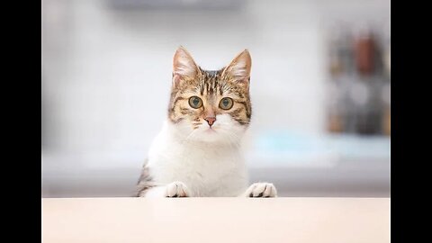 Funniest Animals 2023 - Funniest Cats and Dogs 🐱🐶 #08