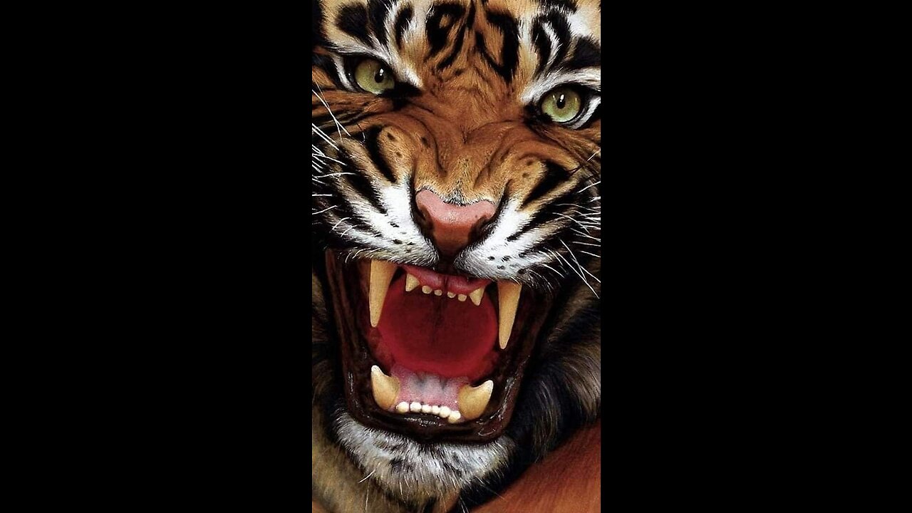 tiger