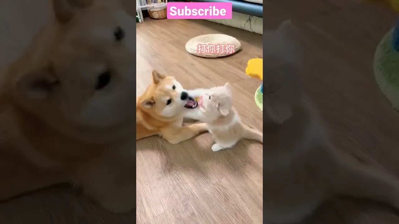 So Cute Baby Cat And Dog || play in home 🤣😻🐕💞 #3- #shorts #shortsfeed #youtubepets_&_animals