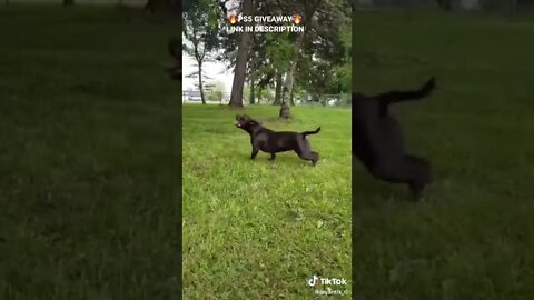 Funny cats and dogs compilation 🤣 #shorts #fyp #catsoftiktok #dogsoftiktok