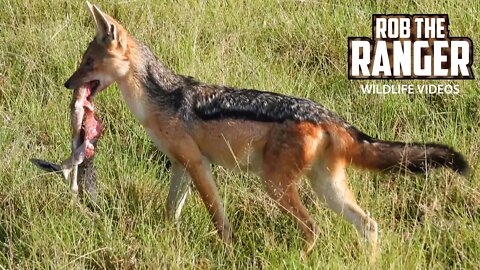 Jackals Eat A Gazelle Fawn | Maasai Mara Safari | Zebra Plains