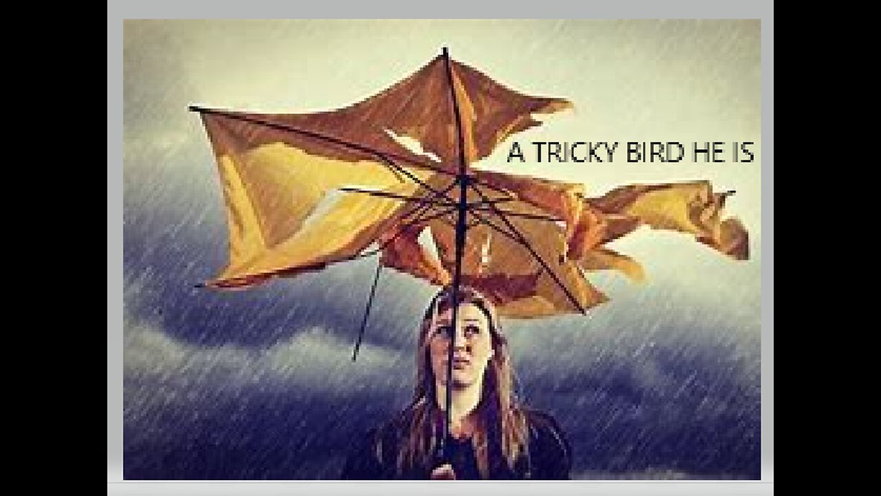 A TRICKY BIRD HE IS #513