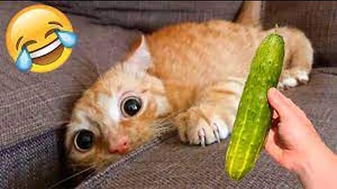best funniest animal videos 2023 | funny cat videos | funny dogs videos