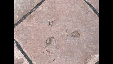 Disgusting Display of Kowtow