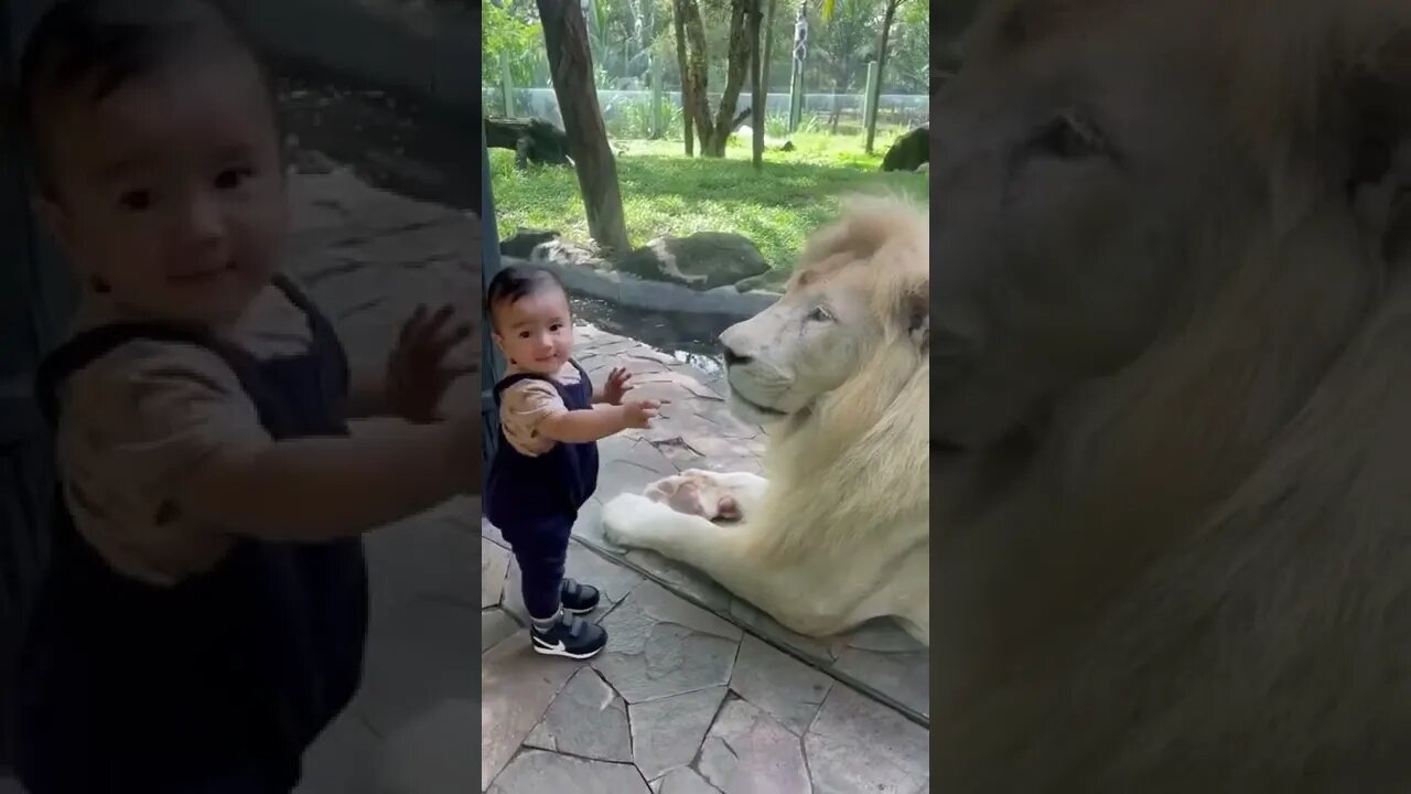Cute animal funny video 😀😍 #cuteanimals #viral #animals #shorts #youtubeshort