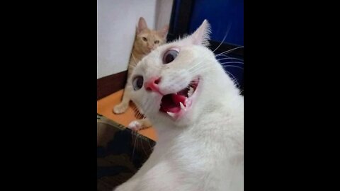 The funniest cat ever