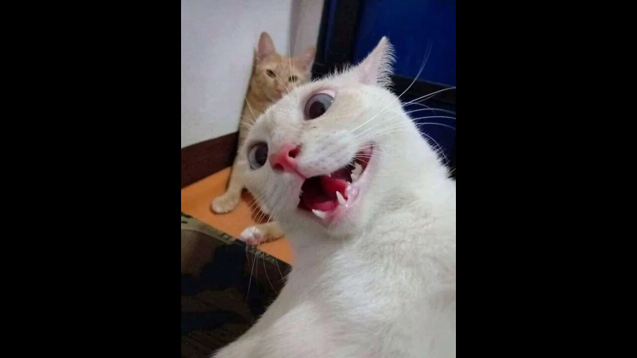 The funniest cat ever