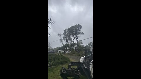 Popping Oak tops in the storm