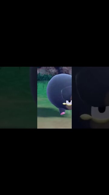 Pokémon Violet - Lechonk Used Tackle! (Attacks Opposing Pokémon With All It's Body)
