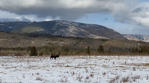Sikanni River Buffalo Running Across Field.