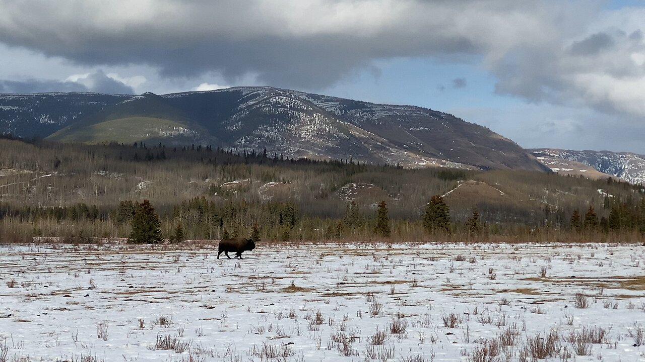 Sikanni River Buffalo Running Across Field.