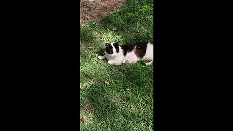 A cute and beautiful cat is resting