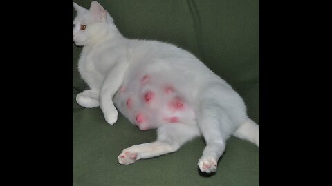 My Cat in Labor PT 1