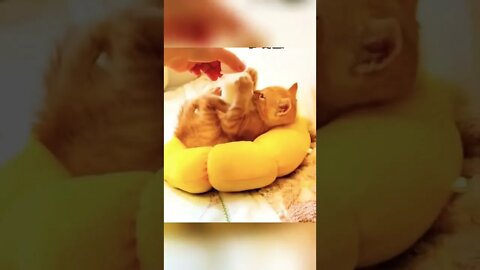 Cat video #shorts #reels #cat