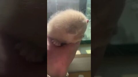 FUNNY CUTE KITTEN - Tiktok Compiled #Shorts