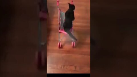 funny cat fall #shorts #cat #funnycats