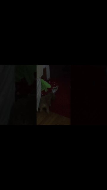 dog is doing something.... funny