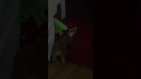 dog is doing something.... funny