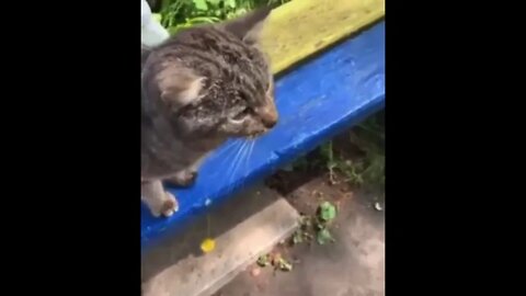 GATINHOS FOFOS - #stores #status #shorts GATINHOS FOFOS - #stores #status