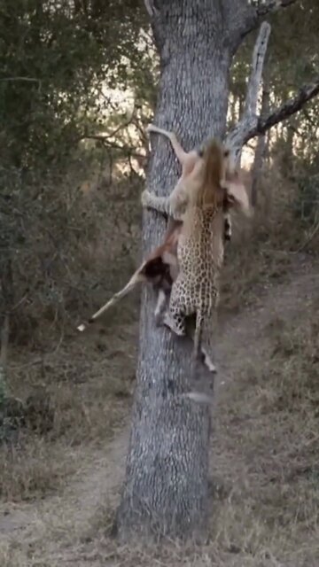 LEOPARD PROTECTING KILL