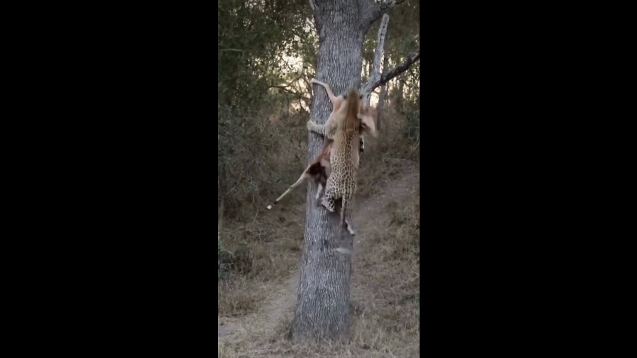 LEOPARD PROTECTING KILL