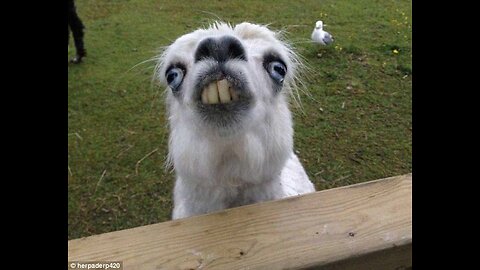 Funniest animal