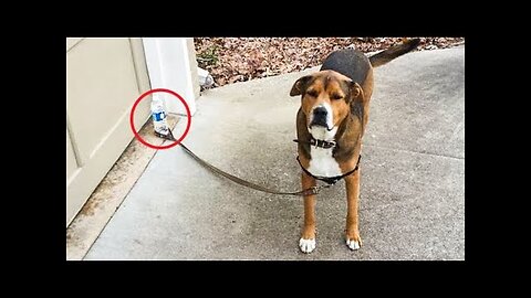 New Funny Animals 😂 Funniest Cats and Dogs Videos 😺🐶 Part 19